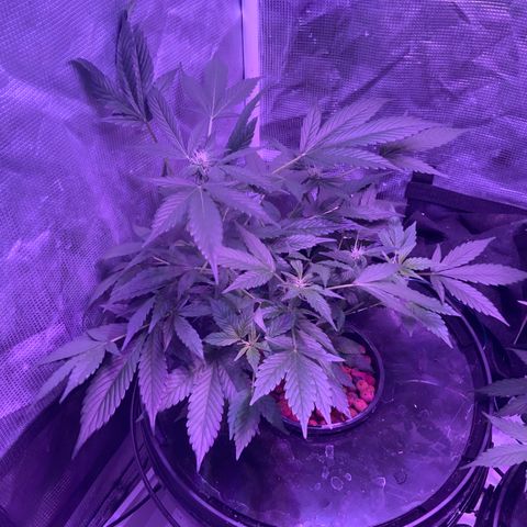 Next Generation Uschi growlog timeline photo