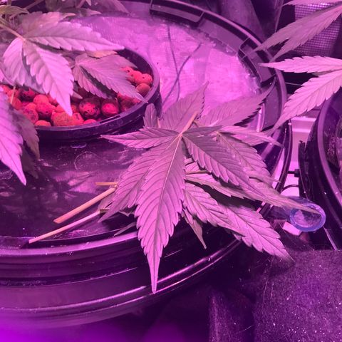 Next Generation Uschi growlog timeline photo