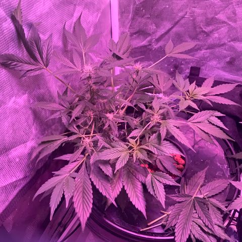Next Generation Uschi growlog timeline photo