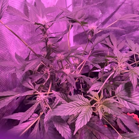 Next Generation Uschi growlog timeline photo