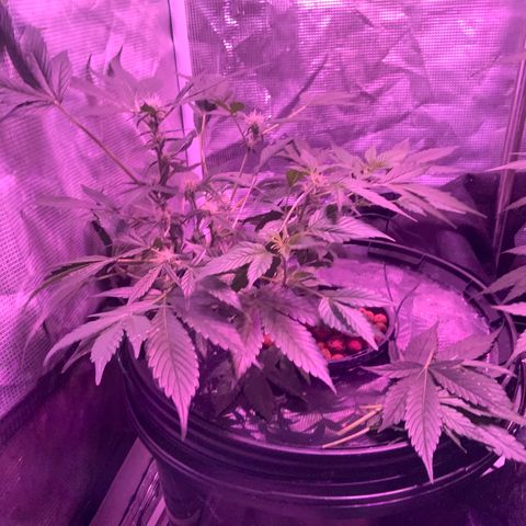 Next Generation Uschi growlog timeline photo