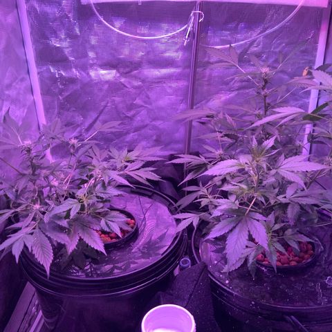 Next Generation Uschi growlog timeline photo