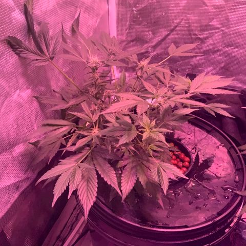 Next Generation Uschi growlog timeline photo