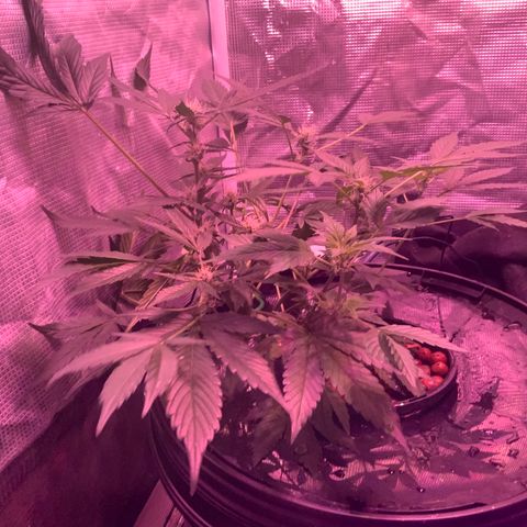 Next Generation Uschi growlog timeline photo