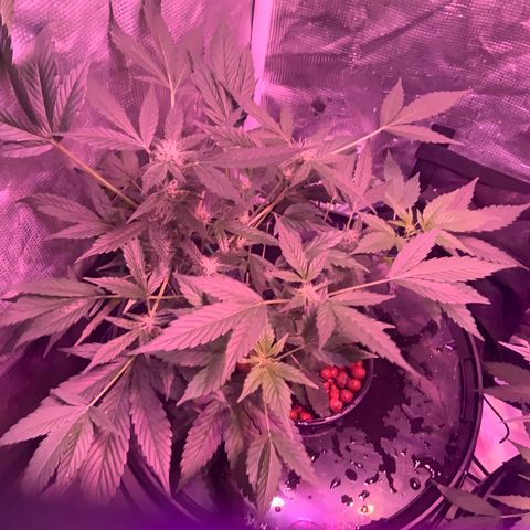 Next Generation Uschi growlog timeline photo