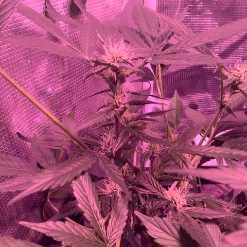 Next Generation Uschi growlog timeline photo