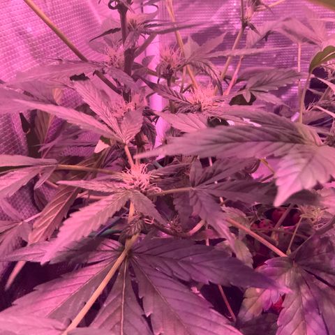 Next Generation Uschi growlog timeline photo