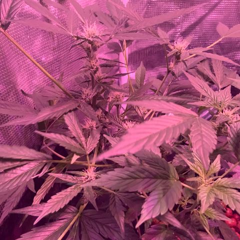 Next Generation Uschi growlog timeline photo
