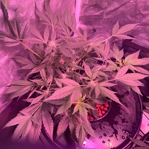 Next Generation Uschi growlog timeline photo