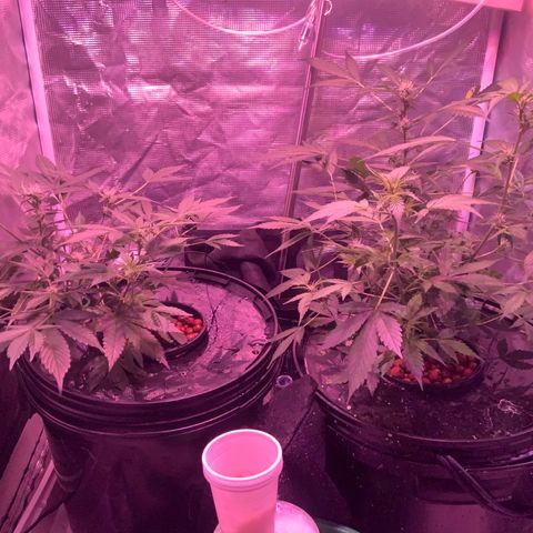 Next Generation Uschi growlog timeline photo