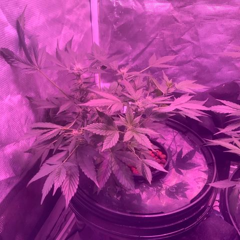 Next Generation Uschi growlog timeline photo