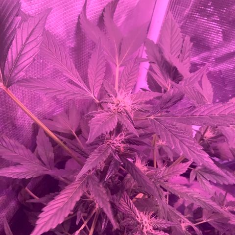 Next Generation Uschi growlog timeline photo