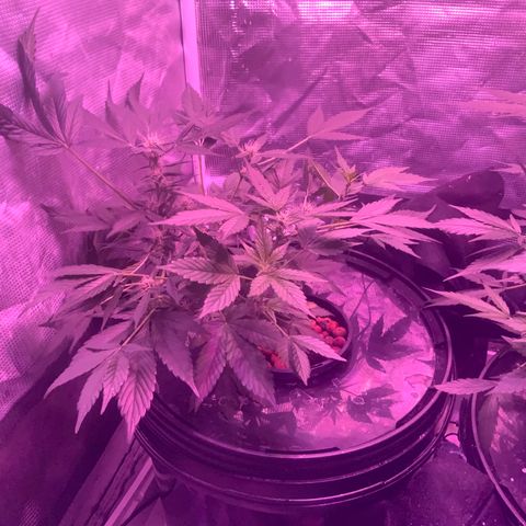 Next Generation Uschi growlog timeline photo