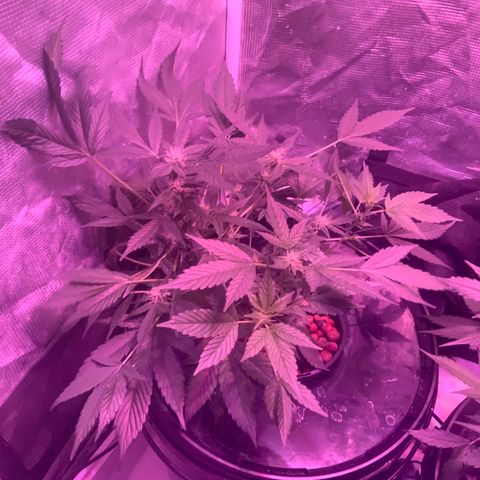 Next Generation Uschi growlog timeline photo