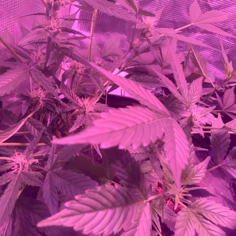Next Generation Uschi growlog timeline photo