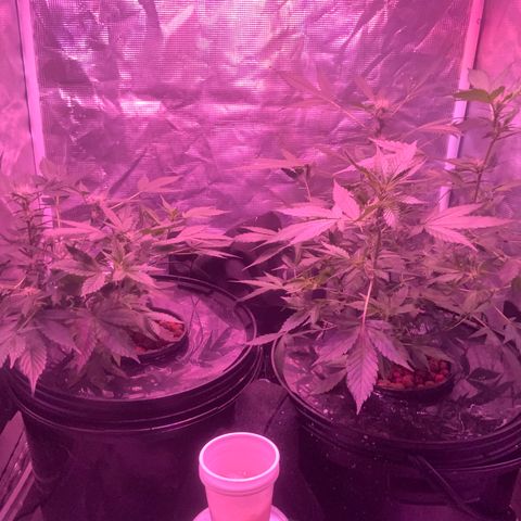 Next Generation Uschi growlog timeline photo