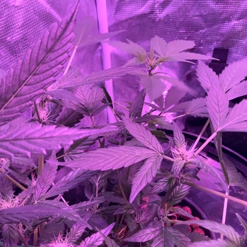 Next Generation Uschi growlog timeline photo