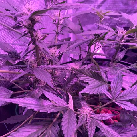 Next Generation Uschi growlog timeline photo