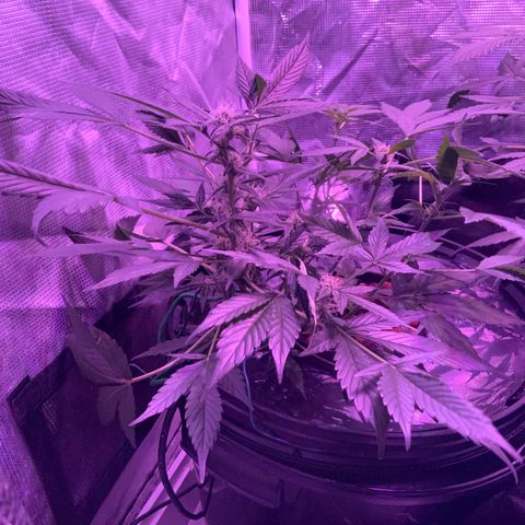 Next Generation Uschi growlog timeline photo