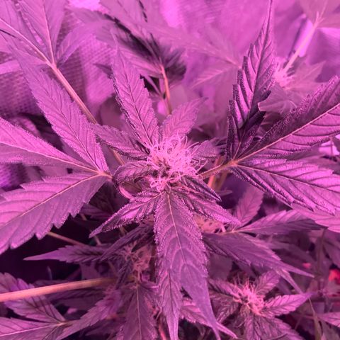 Next Generation Uschi growlog timeline photo