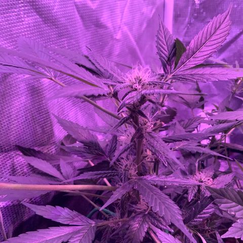 Next Generation Uschi growlog timeline photo