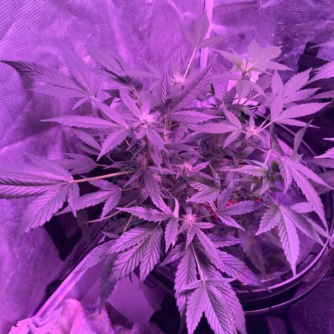 Next Generation Uschi growlog timeline photo