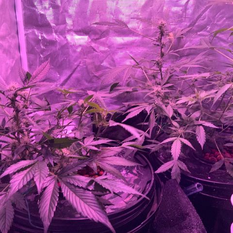 Next Generation Uschi growlog timeline photo