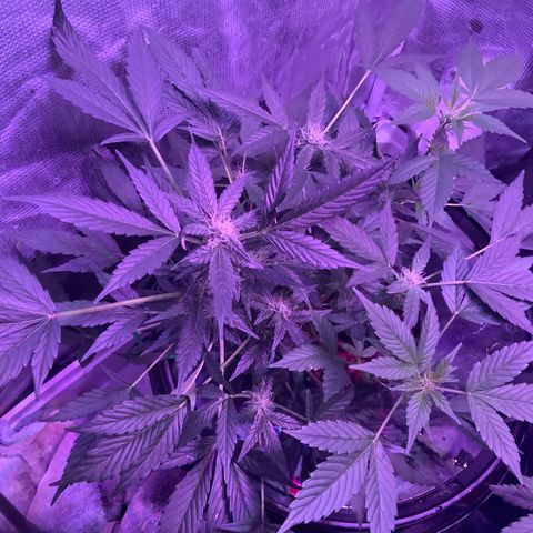 Next Generation Uschi growlog timeline photo