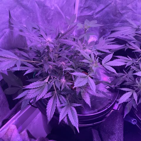 Next Generation Uschi growlog timeline photo