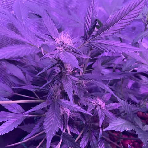Next Generation Uschi growlog timeline photo