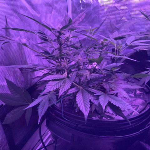 Next Generation Uschi growlog timeline photo
