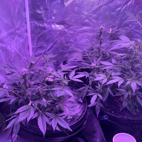 Next Generation Uschi growlog timeline photo
