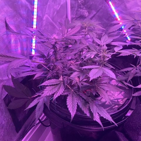 Next Generation Uschi growlog timeline photo