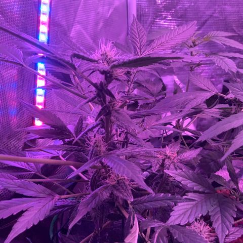 Next Generation Uschi growlog timeline photo