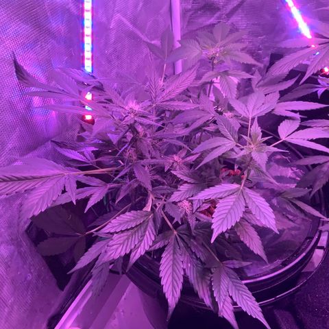 Next Generation Uschi growlog timeline photo