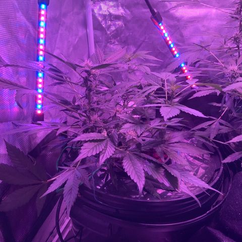 Next Generation Uschi growlog timeline photo