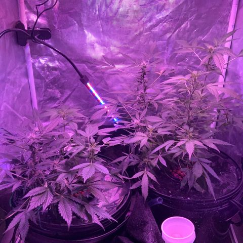 Next Generation Uschi growlog timeline photo
