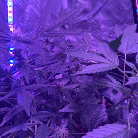 Next Generation Uschi growlog timeline photo