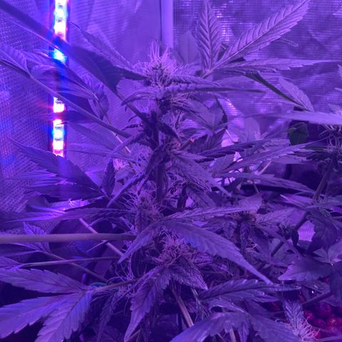 Next Generation Uschi growlog timeline photo