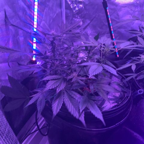 Next Generation Uschi growlog timeline photo