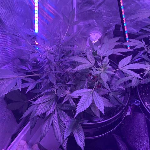 Next Generation Uschi growlog timeline photo
