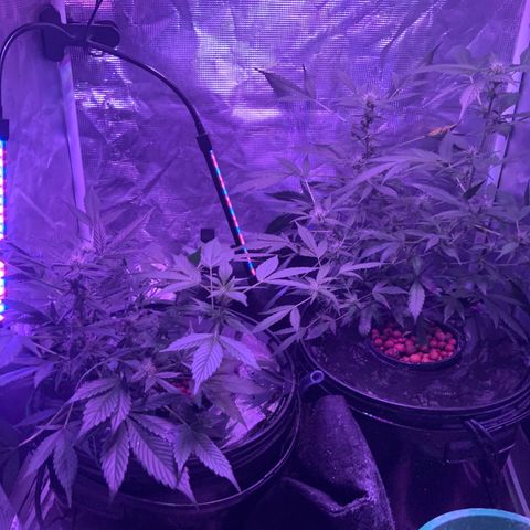 Next Generation Uschi growlog timeline photo