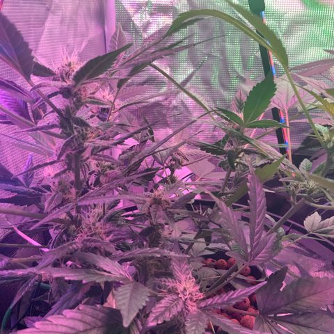 Next Generation Uschi growlog timeline photo