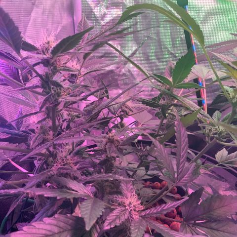Next Generation Uschi growlog timeline photo