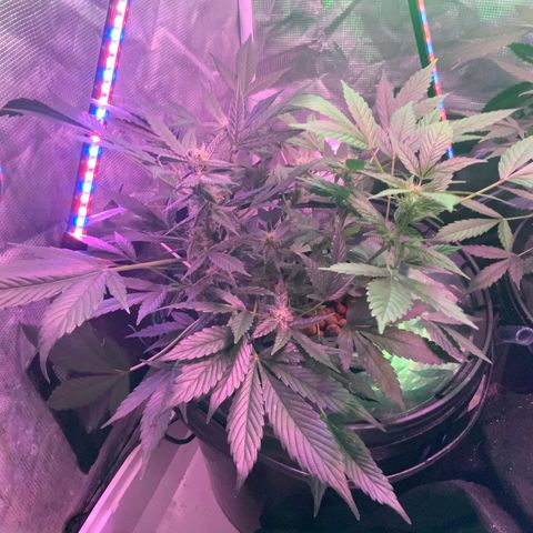 Next Generation Uschi growlog timeline photo