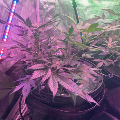 Next Generation Uschi growlog timeline photo