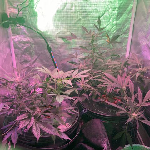 Next Generation Uschi growlog timeline photo
