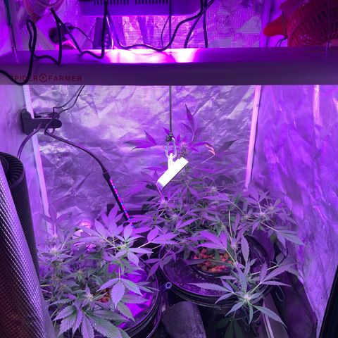 Next Generation Uschi growlog photo: Neue Lampe