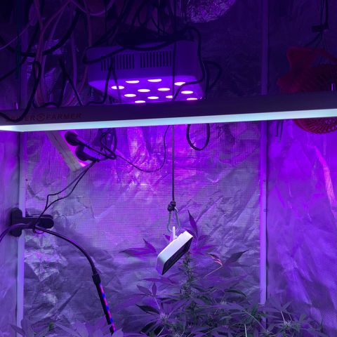 Next Generation Uschi growlog photo: Neue Lampe