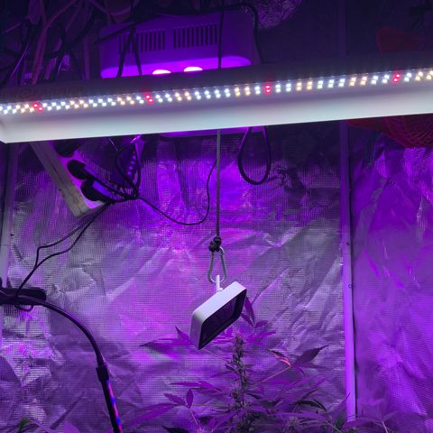 Next Generation Uschi growlog photo: Neue Lampe